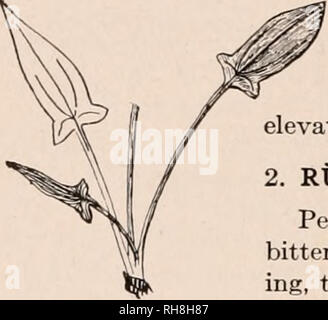 . Botanik für Sekundarschulen, ein Handbuch zur Kenntnis der Vegetation der Umgebung. Pflanzen. 350 DIE ARTEN DER PFLANZEN 1. RHEUM. Rhabarber. Sehr großblättrige Stauden, bis Senden stout hohle Blume - Stiele im Frühsommer, die kleinere Blätter tragen mit Ummantelung Basen: kelchblätter 6, alle gleichermaßen, welken, anstatt zu fallen, und anhaltende unterhalb der 3-winged achenes: staubblätter 9: Styles 3. Alte Welt. R. Rhaponticum, Linn. Rhabarber. Pie-Anlage. Abbn. 81, 82. Blätter 1 ft. Über die dicken Blattstiele essbar: Fls. Weiß, im erhöhten Rispen. RUMEX. Dock. Sauerampfer. Mehrjährig oft tief-roo Stockfoto