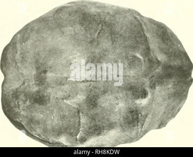 . Das Gehirn vom Affen zum Menschen; ein Beitrag zur Untersuchung der Entwicklung und der Entwicklung des menschlichen Gehirns. Gehirn; Evolution; Pongidae. . Bitte beachten Sie, dass diese Bilder sind von der gescannten Seite Bilder, die digital für die Lesbarkeit verbessert haben mögen - Färbung und Aussehen dieser Abbildungen können nicht perfekt dem Original ähneln. extrahiert. Tilney, Friedrich, 1875-1938; Riley, Henry Alsop, 1887 -. New York, S. B. Hoeber, Inc. Stockfoto