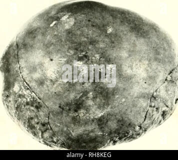 . Das Gehirn vom Affen zum Menschen; ein Beitrag zur Untersuchung der Entwicklung und der Entwicklung des menschlichen Gehirns. Gehirn; Evolution; Pongidae. . Bitte beachten Sie, dass diese Bilder sind von der gescannten Seite Bilder, die digital für die Lesbarkeit verbessert haben mögen - Färbung und Aussehen dieser Abbildungen können nicht perfekt dem Original ähneln. extrahiert. Tilney, Friedrich, 1875-1938; Riley, Henry Alsop, 1887 -. New York, S. B. Hoeber, Inc. Stockfoto