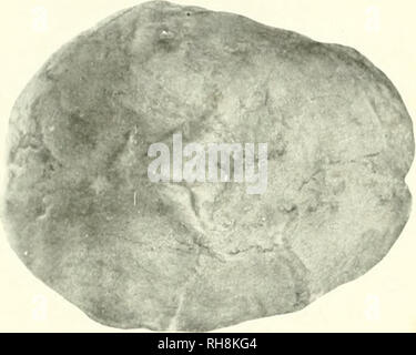 . Das Gehirn vom Affen zum Menschen; ein Beitrag zur Untersuchung der Entwicklung und der Entwicklung des menschlichen Gehirns. Gehirn; Evolution; Pongidae. . Bitte beachten Sie, dass diese Bilder sind von der gescannten Seite Bilder, die digital für die Lesbarkeit verbessert haben mögen - Färbung und Aussehen dieser Abbildungen können nicht perfekt dem Original ähneln. extrahiert. Tilney, Friedrich, 1875-1938; Riley, Henry Alsop, 1887 -. New York, S. B. Hoeber, Inc. Stockfoto