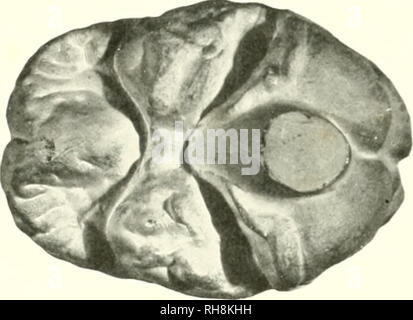 . Das Gehirn vom Affen zum Menschen; ein Beitrag zur Untersuchung der Entwicklung und der Entwicklung des menschlichen Gehirns. Gehirn; Evolution; Pongidae. . Bitte beachten Sie, dass diese Bilder sind von der gescannten Seite Bilder, die digital für die Lesbarkeit verbessert haben mögen - Färbung und Aussehen dieser Abbildungen können nicht perfekt dem Original ähneln. extrahiert. Tilney, Friedrich, 1875-1938; Riley, Henry Alsop, 1887 -. New York, S. B. Hoeber, Inc. Stockfoto