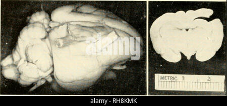 . Gehirn Mechanismen und Lernen, ein Symposium. Psychophysiologie; Lernen, Psychologie der. 380 GEHIRN MECHANISMEN UND LERNEN. Bitte beachten Sie, dass diese Bilder sind von der gescannten Seite Bilder, die digital für die Lesbarkeit verbessert haben mögen - Färbung und Aussehen dieser Abbildungen können nicht perfekt dem Original ähneln. extrahiert. Rat für internationale Organisationen der medizinischen Wissenschaften; Fessard, A. (Alfred); Delafresnaye, J. F. (Jean Francisque), 1919 -. Springfield, Illinois, Thomas Stockfoto