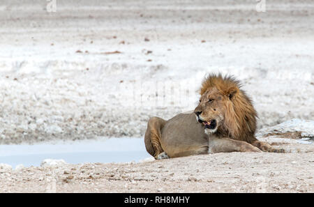 Männliche Löwe (Panthera leo) mit Kopf-, Rast- und Gähnen durch neue Brownie Wasserloch im Etosha National Park. Stockfoto