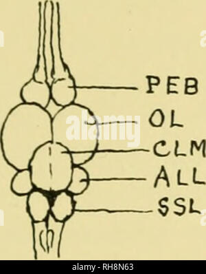. Gehirn und Körper der Fische; eine Studie von Gehirn Muster in Bezug auf die Jagd und das Füttern der Fische. Fische - Anatomie; Nervensystem - Fische; Gehirn. . Bitte beachten Sie, dass diese Bilder sind von der gescannten Seite Bilder, die digital für die Lesbarkeit verbessert haben mögen - Färbung und Aussehen dieser Abbildungen können nicht perfekt dem Original ähneln. extrahiert. Evans, Harold Muir, 1866. Philadelphia, die Blakiston Company Stockfoto