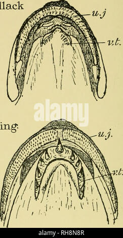 . Gehirn und Körper der Fische; eine Studie von Gehirn Muster in Bezug auf die Jagd und das Füttern der Fische. Fische - Anatomie; Nervensystem - Fische; Gehirn. Ling*. Seehecht. Bitte beachten Sie, dass diese Bilder sind von der gescannten Seite Bilder, die digital für die Lesbarkeit verbessert haben mögen - Färbung und Aussehen dieser Abbildungen können nicht perfekt dem Original ähneln. extrahiert. Evans, Harold Muir, 1866. Philadelphia, die Blakiston Company Stockfoto