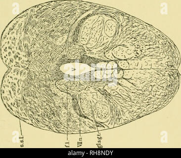 . Gehirn und Körper der Fische; eine Studie von Gehirn Muster in Bezug auf die Jagd und das Füttern der Fische. Fische - Anatomie; Nervensystem - Fische; Gehirn. . Bitte beachten Sie, dass diese Bilder sind von der gescannten Seite Bilder, die digital für die Lesbarkeit verbessert haben mögen - Färbung und Aussehen dieser Abbildungen können nicht perfekt dem Original ähneln. extrahiert. Evans, Harold Muir, 1866. Philadelphia, die Blakiston Company Stockfoto