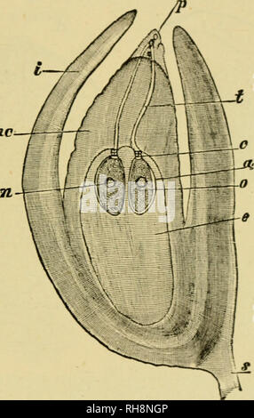 . Botanik der lebenden Pflanze. Botanik; Pflanzen. CONIFERAE: Die SCHOTTEN ROSA Deckblatt, trägt auf der Oberseite eine größere und verdickte bl manchmal das ovuliferous Skala (Abb. genannt. 422). Es scheint wahrscheinlich, dass dies eine lokale upgrowth des Gewebes von der Oberfläche des Forn. Zwar, da die Kegel älter wird es Woody und ist bei weitem die in der 2. Andere Auslegungen des Kegels gegeben worden; aber wenn diese Ansicht akzeptiert, dann werden die gesamte Kegel ist eine einfache Blume, die viele komplexe sporophylls. Angehängte nc. Abb. 423. Medianen Längsschnitts einer Eizelle von Stockfoto