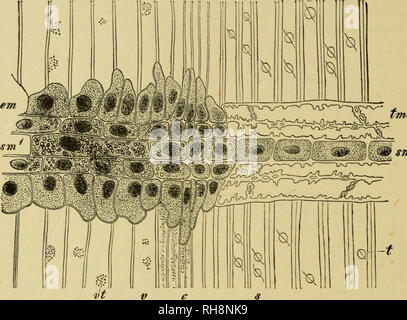 . Botanik der lebenden Pflanze. Botanik; Pflanzen. 532 BOTANIK DER LEBENDEN PFLANZE Bestäubung, reift in den harten woody Kegel, von denen sich der Name Coniferae abgeleitet ist (siehe Abbn. 414, 416). Wenn reif Es besteht aus einer zentralen Achse Lager in einem komplexen Spirale zahlreiche Woody ovidiferous Skalen. Da die Kegel reift die Waage wieder, und zwei Samen kann gesehen werden, frei auf der oberen Fläche der einzelnen ausgesetzt. Wenn völlig reif jeder Samen trennt sich von der Skala, zusammen mit einem dünnen Film von oberflächlichen Gewebe, das auf Distanz hilft es weg zu schwimmen auf. SM Abb. 419. Radialschnitt von Kiefer stammen, auf das j Stockfoto