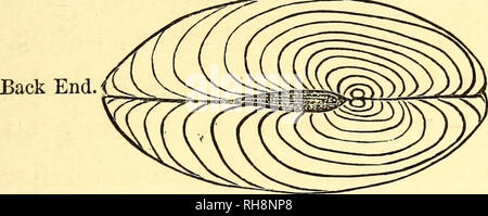 . Jungen und Mädchen in der Biologie: oder, einfache Studien der niedrigeren Formen des Lebens. Biologie. Die Süßwasser-Muschel. 89 Kante, die fast gerade, wird als die oberen, oder dorsale Grenze; und die untere abgerundete Kante ist der Abb. 89. Front End. Die obere Kante des Mussel-Shell. Senken, oder ventralen Grenze. Dann gibt es zwei Seiten - eine auf der rechten und der andere auf dem Bild. 90.. Bitte beachten Sie, dass diese Bilder sind von der gescannten Seite Bilder, die digital für die Lesbarkeit verbessert haben mögen - Färbung und Aussehen dieser Abbildungen können nicht perfekt dem Original ähneln. extrahiert. S Stockfoto