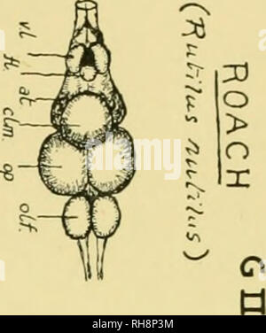 . Gehirn und Körper der Fische; eine Studie von Gehirn Muster in Bezug auf die Jagd und das Füttern der Fische. Fische - Anatomie; Nervensystem - Fische; Gehirn. . Bitte beachten Sie, dass diese Bilder sind von der gescannten Seite Bilder, die digital für die Lesbarkeit verbessert haben mögen - Färbung und Aussehen dieser Abbildungen können nicht perfekt dem Original ähneln. extrahiert. Evans, Harold Muir, 1866. Philadelphia, die Blakiston Company Stockfoto