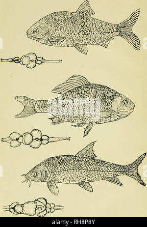 . Gehirn und Körper der Fische; eine Studie von Gehirn Muster in Bezug auf die Jagd und das Füttern der Fische. Fische - Anatomie; Nervensystem - Fische; Gehirn. . Bitte beachten Sie, dass diese Bilder sind von der gescannten Seite Bilder, die digital für die Lesbarkeit verbessert haben mögen - Färbung und Aussehen dieser Abbildungen können nicht perfekt dem Original ähneln. extrahiert. Evans, Harold Muir, 1866. Philadelphia, die Blakiston Company Stockfoto