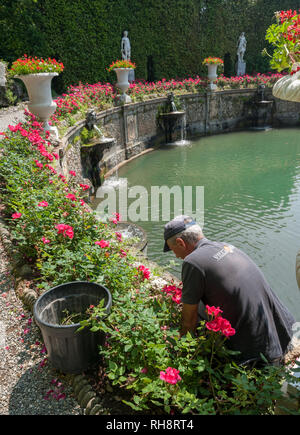 Marlia, Lucca, Italien - 2018, 25. Mai: ein Gärtner kümmert sich um die Rosen Blumenbeet im Theater von Wasser in der Villa Reale, Marlia, Lucca. Stockfoto