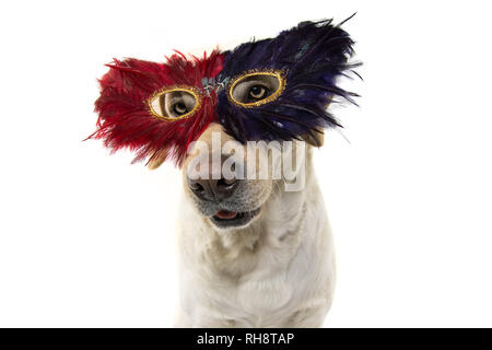 Hund MARDI GRAS FEDER MASKE. CLOSE-UP LUSTIGES LABRADOR MIT EINEM PLUME KARNEVAL AUGENMASKE. Isolierte SHOT vor weißem Hintergrund. Stockfoto