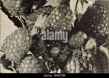 . Freigebige Ridge Baumschulen: Ihr 1941 Leitfaden für bessere Früchte und Mehr schöne Häuser. Baumschulen (Gartenbau) Kataloge Kataloge; Obst; Obstbäume Kataloge; Bäume; Spargel Kataloge Kataloge. Eine faire Auswahl unserer Well-Rooted rote Himbeere Nr. 1 Pflanzen. Pflanzen wie müssen diese Ergebnisse geben. CE VON EINKOMMEN konsistente Profit-Makers für die Landwirte. TAYLOR rote Himbeere eingeführt von N.Y. experimentelle Station Herbst von 1935. Dieses schöne Berry sollten die Be- sammenarbeit von jeder kommerziellen Himbeere Anbauer. Die Pflanzen sind kräftig, robust, produktiv, Hoch- und einen neuen Plan machen Stockfoto