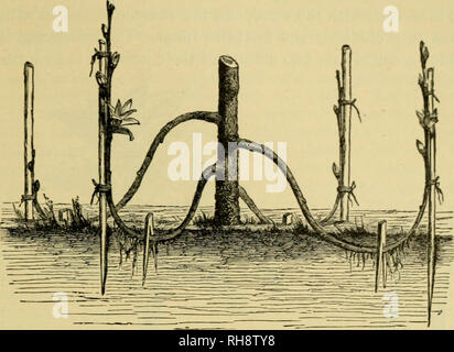 . Botanik der lebenden Pflanze. Botanik; Pflanzen. VEGETATIVE VERMEHRUNG 249 Diese Methode für schnelle Fertigung von etablierten Pflanzen im Fall der Korinthen, Reben benutzt wird, und verschiedene Fruchtkörper Bestände. Aber einige Pflanzen. Abb. 172. Vermehrung durch Schichtung. (Nach Figuier.) sind Feuerfest- und schwer zu root. In solchen Fällen wird der Stamm unterhalb der Schießen es gewünscht ist, kann mit einem Messer eingekerbt werden, und verpackt mit feuchten Moos oder Erde. Die Wurzeln können dann gebildet werden, nach dem das Schießen durchtrennt werden kann. Angehende und Veredelung sind Methoden, die häufig für die gehölze verwendet, aber in letzter Zeit haben Sie al eingesetzt. Stockfoto