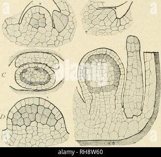 . Botanik der lebenden Pflanze. Botanik. 120 BOTANIK DER LEBENDEN PFLANZE gewaltsam durch Druck der auch Ventile auf Sie (Abb. 261). Die Sporen fallen auf den Boden, und Keimen. Damit sowohl der Mega-Sporen und 77 ticrospores sind von der Mutterpflanze. B A Abb. 262. A, ich? = radiale Schnitte durch junge sporangien. C = Querschnitt eine erweiterte. Â £) = Tangentialschnitt. Â £ = radiale Abschnitt eines älteren sporangium mit LIGULE: Das tapetum ist schattiert, und der wdthin sporogenous Zellen liegen. {A. B, C, Â £ Â" = 35 o; Â £ = 200.) F. O. B. Die sporangium entsteht in der Achsel des Sp Stockfoto