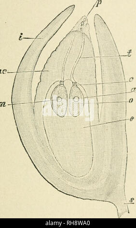 . Botanik der lebenden Pflanze. Botanik. CONIFERAE: Der schottische Kiefer 11 Diese stammt aus einem oberflächlichen Zelle Der prothallus und besteht aus einem großen Kernhaltigen ovum, mit einem kleinen, linsenförmigen ventral-Kanal-Zelle über Es liegen, die von der Eizelle kurz vor der Befruchtung geschnitten wird. Für diese ist eine Gruppe von Zellen zwei oder mehr Stufen in die Tiefe und bildet den Kanal des Halses (Abb. 254, A). Die Eizelle von Pinus, wie es nicht selten der Fall in Gymnosperms, ist groß 2 ie--,. Abb. 253 - medianen Längsschnitts einer Eizelle von Picea excclsa zum Zeitpunkt der Befruchtung. e = embryo-sac gefüllt Stockfoto