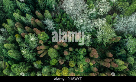 Luftbild von Oben nach Unten Blick auf Herbst Wald mit grün und orange Bäume auf der Insel Madeira Portugal Stockfoto