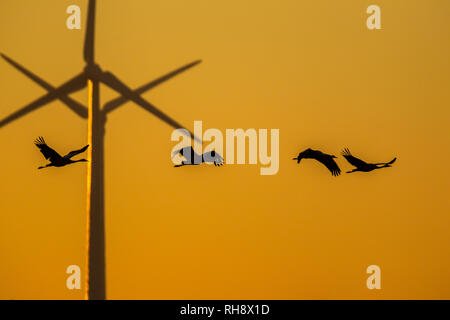 Kraniche (Grus Grus) im Flug vor der Windenergieanlagen gegen orange sky der untergehenden Sonne Stockfoto