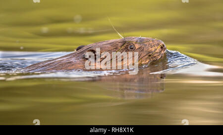 Europäischer Biber (Castor Fiber) Schwimmen in bunten Wasser um Sonnenuntergang im Biesbosch Naturschutzgebiet Niederlande Stockfoto