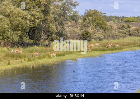 Damwild (Dama Dama) Beweidung auf die Ufer in Amsterdamse waterleidingduinen Naturschutzgebiet der Dünen auf Westküste der Niederlande Stockfoto