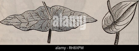 . Botanik der südlichen Staaten. In zwei Teile. Botanik. 52 Blätter. Perfoliate, wenn die Stammzellen erscheint durch das Blatt, manchmal durch entgegengesetzte verlässt United an ihrer Basis, Bild entstehen. 56. Abb. 57.. Perfoliate Blatt, durch die Vereinigung von zwei gegenüberliegenden Blätter verursacht. Perfoliate Blatt, durch die Vereinigung der Lappen des Blattes verursacht., Abb. 56; bei anderen, durch die Nocken des Blattes vereinen auf der gegenüberliegenden Seite der Stammzellen. (Abb. 57.) Der Begriff gelappt gilt für Geschäftsbereiche, etwa auf halbem Weg durch die Blätter zu verlängern. Auriculate, Nocken, die an der Unterseite des Blattes. (Abb. 58.) Pedate, in der Form wie ein Stockfoto