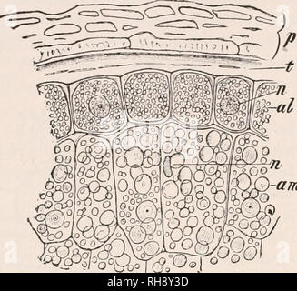 . Botanik für landwirtschaftliche Studenten. Pflanzen. 280 LEA^ S. bin der pflanzlichen Proteine sind für viele verschiedene Arten und sie sind sehr unterschiedlich in der physikalischen und chemischen Eigenschaften. Sie treten als Kristalle, Granulat, oder in Lösung in den Vakuolen der protoplasma oder an den inti-mate Association mit dem protoplasma. Sie sind vorhanden, einige Ex-Zelt in allen Pflanzenzellen, l) ut sind auffälliger als Storage Produkte in Samen, wo sie in der Regel mit Stärke und Fette. Manchmal, wie in der aleurone Abb. 251.- Querschnitt durch Korn^^^^" ^.^^}^^"^^^^^^^1" "Weizen (Triticum vulgare); p, fruchthülle;&l Stockfoto