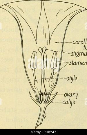 . Die Botanik der Nutzpflanzen; ein Text- und Nachschlagewerk. Botanik, Wirtschaftliche. Kapitel XXXVII CONVOLVULACEJE (Morning Glory Familie) Corolla iube - stigma die Vertreter dieser Familie vor allem in warmen Klimazonen gefunden werden. Es gibt in der Nähe von 900 Arten in 400 Gattungen. Eine Reihe von wirtschaftlicher Bedeutung sind, unter denen die Süßkartoffel, Mann-von-Erde {Ipomoea pan - Ungefähre Laufzeit) erwähnt werden, als Nahrungsmittel durch die Inder, Mond - Blume {Ipomoea bona nox verwendet), Morning Glory (Ipomoea purpurea), Zypresse-rebe {Quamoclit quamoclii) und die zaunwicke {Convolvulus spp.). Gewohnheit. - Die meisten der Vertreter von t Stockfoto