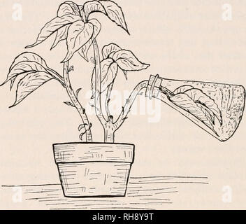 . Botanik für landwirtschaftliche Studenten. Pflanzen. 262 Blätter Stunde, Transpiration in Gewächshäusern fällt oft zu 10 Körner oder weniger bei Nacht und steigt auf 50 und häufig zu 100 oder mehr Gramm am Tag. Für Anlagen außerhalb, wo es mehr Belastung durch Transpiration die Variation viel größer ist. Wie mit der Trockensubstanz hergestellt, die Menge von Wasser durch die Pflanze zeigte sich überraschend ist, verglichen. Es hat Esti worden. Abb. 237. - Zweig einer Pflanze in einem Gefäß, in dem die Luft war so feucht Durch transpiration von den beiliegenden Blättern, mois-tm-e kondensiert auf die Flasche. verpaart, werden eingeschlossen Stockfoto