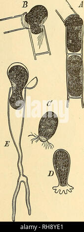 . Botanik für Schulen und Hochschulen. Botanik. (EBOQONIEJE. 247 320.- Die asexuelle Vermehrung von (Edogonieae wie curl Organisationseinheiten wie dem Wachstum seiner Zellen, genau beschrieben. Während die frühe und aktive Wachstum der Pflanzen die protoplasmic Inhalte bestimmter Zellen in einem Filament aus Ihren Wänden gelöst und auf die Aufteilung der Letzteren die jetzt abgerundet Protoplasma entweicht, ein. Große zoospore (Abb. 166, A und E); es ist eine ovale Form und Anbietern mit einer Krone von zilien über seine kleineren hyalinen Ende ed, durch die Sie schnell hergekommen und dahin schwimmt im Wasser (Abb. 166, (7). Nach Stockfoto