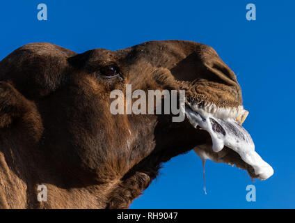 Kamel in einer Furche, Najran Provinz Najran, Saudi-Arabien Stockfoto