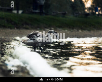 Junge Braune Swan Stockfoto