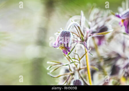 Östlichen Küchenschelle, Prairie crocus, cutleaf Anemone mit Wassertropfen im Frühjahr sonnig Wald. Schöne Natur farbenen Hintergrund, Nahaufnahme, shallo Stockfoto