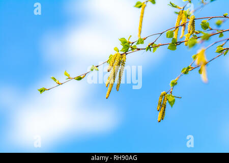 Birke (Betula sp.) Blätter und Palmkätzchen gegen einen strahlend blauen Himmel. Zweige eines blühenden Birke mit frischen neuen Blätter im Frühjahr. Stockfoto