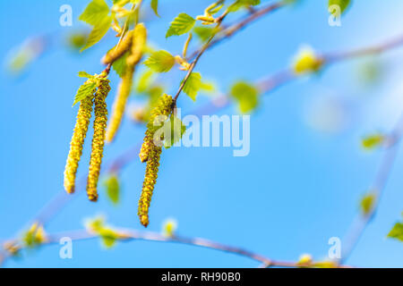 Birke (Betula sp.) Blätter und Palmkätzchen gegen einen strahlend blauen Himmel. Zweige eines blühenden Birke mit frischen neuen Blätter im Frühjahr. Stockfoto