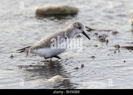 Sanderling (Calidris alba) Kleine wader Medium lange, schwarze Beine und kurze Geraden schwarzen Schnabel. Winter Gefieder Hellgrau obere Teile weiß unter Seite. Stockfoto