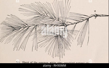 . Botanik; eine elementare Text für Schulen. Pflanzen. 144. Ein Blatt Mosaik der Spitzahorn. Beachten Sie die Längen der Blattstiele.. Schießen der gemeinsamen White Pine, ein Drittel in natürlicher Größe. Die PiPture zeigt das Fallen der Blätter aus den verschiedenen Jahren Wachstum, Rho teil Der liranch zwischen Spitze und ist eine der letzten Saison s growtli; zwischen A und B ist zwei Jahre alt ist; das Teil Detween B und C ist drei Jahre alt; es hat wenige Blätter. Der Teil, der vier Jahreszeiten wuchs - über C-hat keine Blätter.. Bitte beachten Sie, dass diese Bilder extrahiert werden aus der gescannten Seite Bilder, die digital für erhöht worden sein Stockfoto