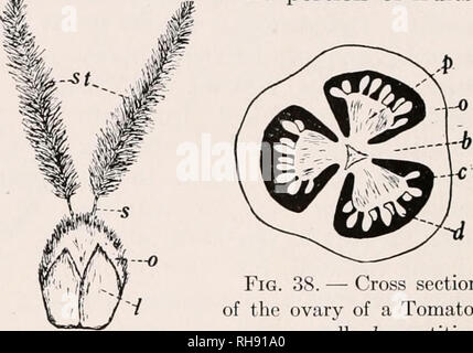 . Botanik für landwirtschaftliche Studenten. Pflanzen. Abb. 36. - Pistillate Blume von Mais, gezeichnet, um die Teile der Griffel zu zeigen. Ein Teil der Hüllblätter sind abgeschnitten worden, um eine Ansicht des Ovars zu geben. 0, Eierstock, der Teil, der zum ker-nel; s, Stil; s^, Schande. Viel vergrößert.. Abb. Weizen lodicules Narben; 37. - Stempel der und die zwei 0-, Eierstock, st, s, Stile;/, lodicules. Viel en-Larged. Abb. 38. - Querschnitt des Ovars einer Tomate. 0, eierstock Wand; b, Trennwände der Eierstöcke; c, Kammern oder Hohlräume im Eierstock; d, Eizellen; p, Nachgeburten oder Teile des Ovars, zu der die Eizellen sind Stockfoto
