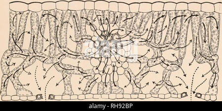 . Botanik; Grundsätze und Probleme. Botanik. Das BLATT UND SEINE FUNKTIONEN 75 Strom von Wasser ist somit durch die Anlage Körper, Eingabe an der Wurzel - Haare und gehen durch die stomata. Die Gesamtmenge dieses Wasser oft beträgt mehrere hundert Mal so viel wie die letzten trockenen Gewicht der Anlage selbst (Abb. 39).. Abb. 38.-Tran. spiration aus dem Blatt - Blade. Kresse - Abschnitt einer Blade einschließlich einer Vene. Pfeile zeigen, dass kein Wasser aus der Vene, durch das Mesophyll Zellen, in die Luft - Räume und die durch die stomata. Dicken Pfeile, flüssiges Wasser; die gestrichelten Pfeile, Wasser-dampf. Die Stockfoto