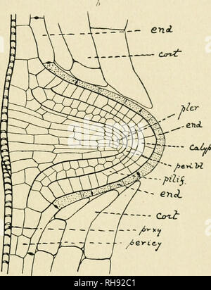 . Botanik der lebenden Pflanze. Botanik. Abb. 62. Herkunft eines seitlichen root aus dem pericycle, wie im Längsschnitt von Reseda gesehen. In (a) die durch pericycle periclinal Mauern geteilt hat vier Schichten, denen die Gewebe namens Referenzierbare sind zu bilden; die eudodermis ist umgefallen. In b) der formativen Gewebe klar anerkannt werden. Die endodermis {end) hat als verdauungsfördernde Sac entwickelt. (X loo.) (nach Van Tieghem.) aus dem übergeordneten root. Eine solche Herkunft ist als endogene beschrieben, und ist im Gegensatz zu den exogenen Ursprungs der Blätter, in denen die Oberfläche - Gewebe kontinuierlich über den neuen bleibt wachsen Stockfoto