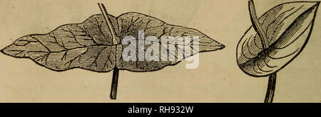 . Botanik der südlichen Staaten. In zwei Teile. Botanik. 52 Blätter. Perfoliate, wenn die Stammzellen erscheint durch das Blatt, ftometimes durch entgegengesetzte verlässt United an ihrer Basis, Bild entstehen. 56. Abb. 57.. Perfoliate Blatt, durch die Vereinigung von zwei gegenüberliegenden Blätter verursacht. Perfoliate Blatt, durch die Vereinigung der Lappen des Blattes verursacht., Abb. 56; bei anderen, durch die Nocken des Blattes vereinen auf der gegenüberliegenden Seite der Stammzellen. (Abb. 57.) Der Begriff gelappt gilt für Geschäftsbereiche, etwa auf halbem Weg durch die Blätter zu verlängern. Auriculate, Nocken, die an der Unterseite des Blattes. (Abb. 58.) Pedate, in der Form wie ein Stockfoto