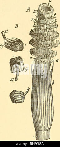 . Botanik für Schulen und Hochschulen. Botanik. 366 BOTANIK. In vier Zellen {C, Yg. 250), und von diesen die junge Pflanze des ungeschlechtliche Generation entwickelt. Die junge Pflanze ist ganz einfach, mit kleinen Internodien, Lager Hüllen, enthalten aber drei Blätter; lar-ger Triebe bald entstehen, mit Lar-ger Internodien und Ummantelungen hav-ing mehr Blätter, und diese werden durch andere noch große) - folgten, bis endlich die volle Größe erreicht ist. 479. - Tlie Sporen des Equisetinse sind entweder auf dem gewöhnlichen grünen Stengel, wie in Equisetum hyemale limosiim und E., oder nach farblos oder Braun Stockfoto