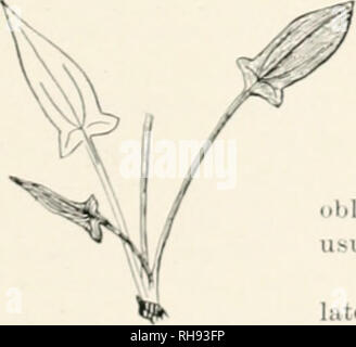 . Botanik, eine elementare Text für Schulen. Botanik. POLYGONACE^ 305 1. RHfiUM. Rhabarber. Sehr großblättrige Stauden, senden bis Stout hohle Blume - Stengel in earlj-Sommer, die kleinere Blätter tragen mit Ummantelung Basen: kelchblätter G, alle gleichermaßen, welken, anstatt zu fallen, und anhaltende unterhalb der 3-winged akene: staubblätter 9: Stile;!. Alte Welt. B. Bhap 6 nticuin, Linn, lihuharh. Pie-Anlage. Abbn. 78, 79. Blätter 1 ft. Über die dicken Blattstiele gegessen: Fls. Weiß, im erhöhten Rispen. 2. RtTMEX. Dock. Sauerampfer. IVniinial oft tief verwurzelte Pflanzen mit Kräuter bitter oder sauer: kelchblätter 6, die 3. Stockfoto