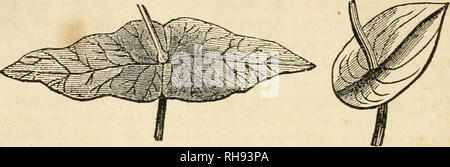. Botanik der südlichen Staaten. In zwei Teile. Teil I. STRUKTURELLE und physiologische Botanik und pflanzliche Produkte. Teil II. Beschreibungen der südlichen Pflanzen. Auf das natürliche System angeordnet. Von einem linnaeische und einem dichotomen Analyse voraus. Botanik - südlichen Staaten. 62 Blätter. Perfoliate^, wenn die Stammzellen erscheint durch das Blatt, Boraetimes durch entgegengesetzte verlässt United an ihrer Basis, Bild entstehen. 66. Abb. 57.. Perfoliate Blatt, durch die Vereinigung von zwei gegenüberliegenden Blätter verursacht. Perfoliate Blatt, durch die Vereinigung der Lappen des Blattes verursacht., Abb. 56; bei anderen, durch die Nocken des Blattes vereinen o Stockfoto