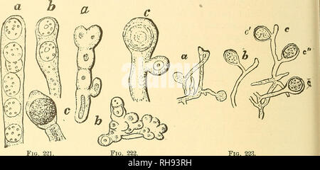 . Botanik für Schulen und Hochschulen. Botanik. 320 BOTANIK. Für viele der Arten. In allen Die heen untersucht. spore sendet einen promycelium, die in der Regel kurz und verbunden, und über diese mehrere sporidia hergestellt werden, so wie in der Uredineae.* in der promyce Tilletia Karies - lium produziert ein Büschel von schlanken Zweigen (Abb. 224, h) whichf!. Abb. 221. Abb. 222. Abb. 221.- Spore-Bildung in Ustilago maydis. Ein, das Ende einer spore - Formung der Hy-pha mit einer Reihe von jungen Sporen; h, ein weiteres Spore-bildenden hypha, mit zwei jungen Sporen; c, a epore fast reif, noch Umgeben Stockfoto
