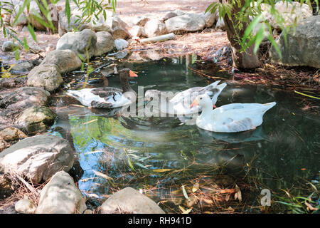 Drei Gänse schwimmen im kleinen Teich durch große Felsbrocken gesäumt. Stockfoto