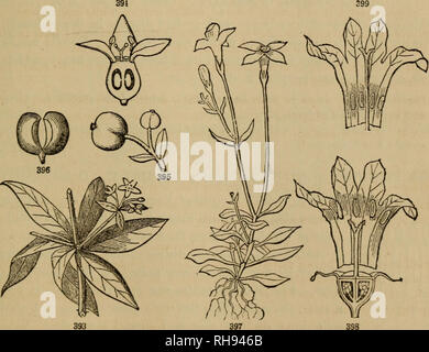 . Botanik für Jugendliche und Schulen. Botanik. Beliebte Flora. 163 2. Süße V. oder Schafe - berry. Blätter eiförmig, spitz, sehr scharf gesägt, auf langen und breitrandig footstalks; cymes sessile; Obst eher groß, Essbar. Ein kleiner Baum. V. Lente. yo. 3. Black-Haw V. Blätter oval, stumpf, glänzend; sonst wie Nr. 2. S. und W. V. prunifbliwn. 4. Pfeil - Holz V. Blätter round-eiförmig, grob gezahnten, stark mit geraden Venen, glatte markiert; cymes Klein, Gestielten; Frucht klein, hell Blau. Strauch, in feuchten Stellen. V. dentatum. 5. Ahorn-leaved V. oder Docioiackie. Blätter rundlich und mit 3 spitzen Nocken Stockfoto