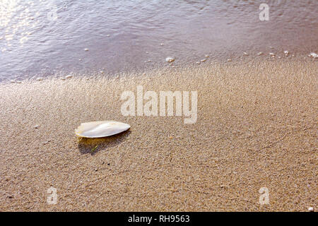 Cuttlebone wird durch das Meer auf sandigen Strand gespült. Stockfoto