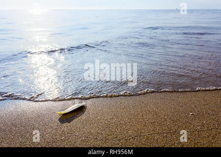 Cuttlebone wird durch das Meer auf sandigen Strand gespült. Stockfoto