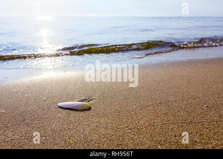 Cuttlebone wird durch das Meer auf sandigen Strand gespült. Stockfoto